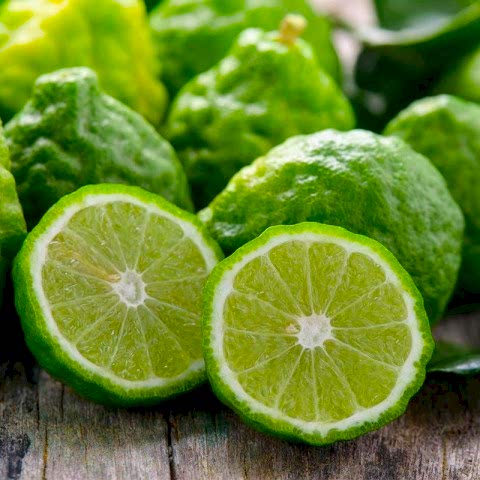 3 Yaş Bergamot Fidanı