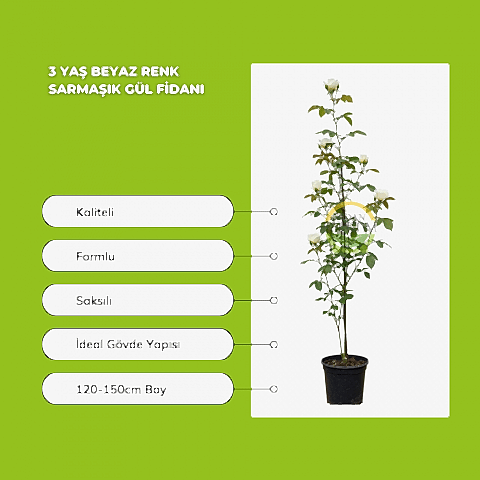 3 Yaş Beyaz Renk Sarmaşık Gül Fidanı