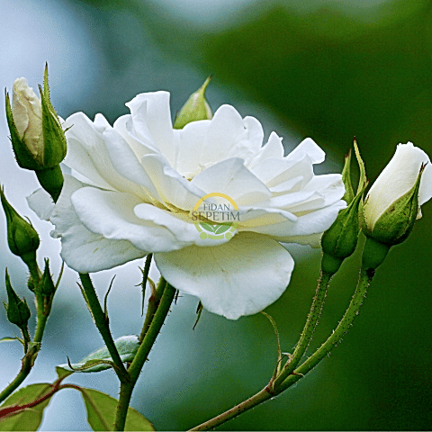 3 Yaş Beyaz Renk Sarmaşık Gül Fidanı