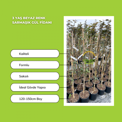 3 Yaş Beyaz Renk Sarmaşık Gül Fidanı