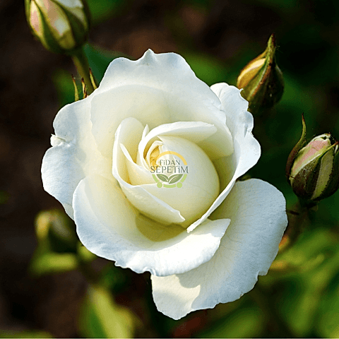 3 Yaş Beyaz Renk Sarmaşık Gül Fidanı