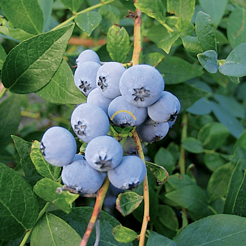 3 Yaş Biloxi Çeşiti Yaban Mersini Fidanı
