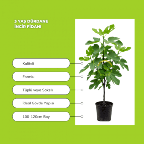3 Yaş Bursa Dürdane İncir Fidanı