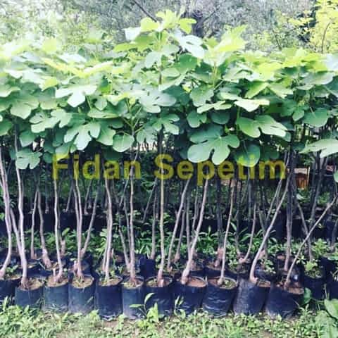 3 Yaş Bursa Dürdane İncir Fidanı