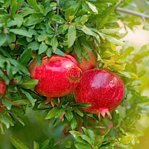 3 Yaş Deve Dişi Nar Fidanı (Tatlı)