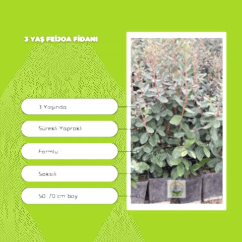 3 Yaş Feijoa Fidanı (Kaymak Ağacı-Acca sellowiana) *2adet*