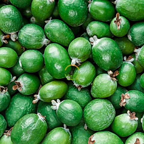 3 Yaş Feijoa Fidanı (Kaymak Ağacı-Acca sellowiana) *2adet*