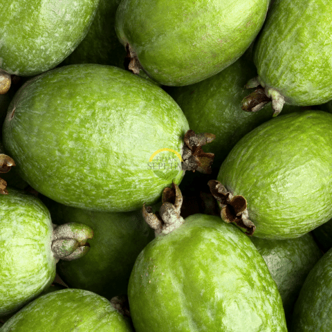 3 Yaş Feijoa Fidanı (Kaymak Ağacı-Acca sellowiana) *2adet*