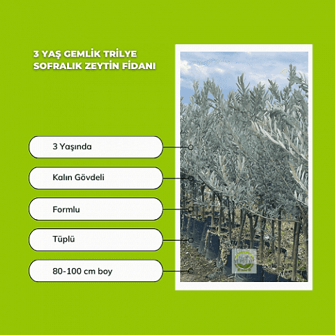 3 Yaş Gemlik Trilye Sofralık Zeytin Fidanı