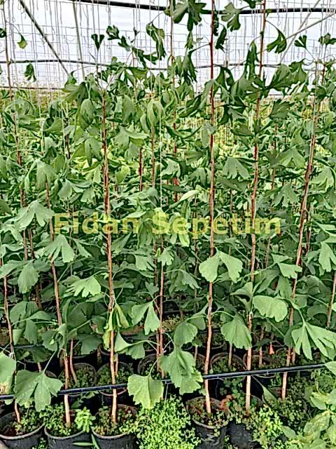 3 Yaş Ginkgo Biloba Mabet Ağacı Fidanı