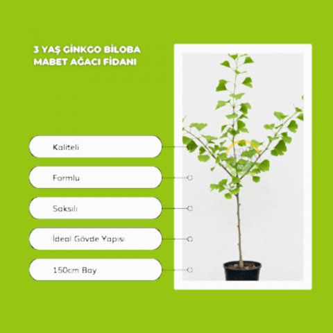3 Yaş Ginkgo Biloba Mabet Ağacı Fidanı