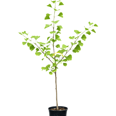 3 Yaş Ginkgo Biloba Mabet Ağacı Fidanı