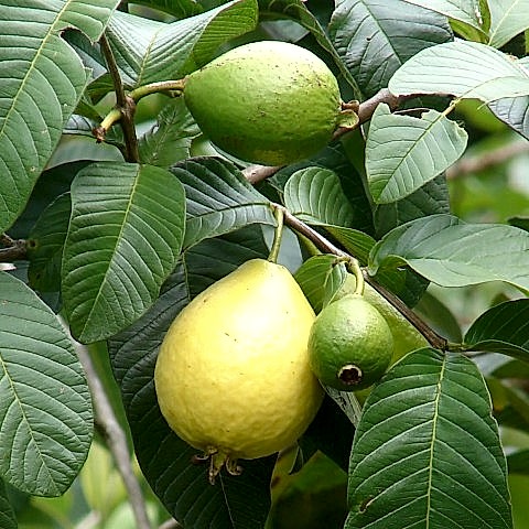 3 Yaş Guava (Sarı Meyveli) Fidanı