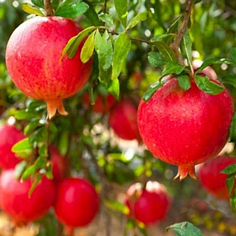 3 Yaş Hicaz Nar Fidanı