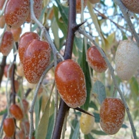 3 Yaş İğde Fidanı