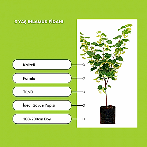 3 Yaş Ihlamur Fidanı
