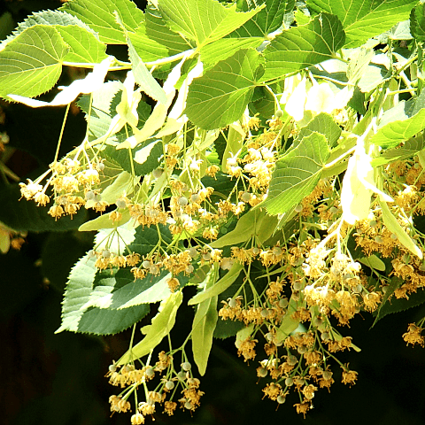 3 Yaş Ihlamur Fidanı