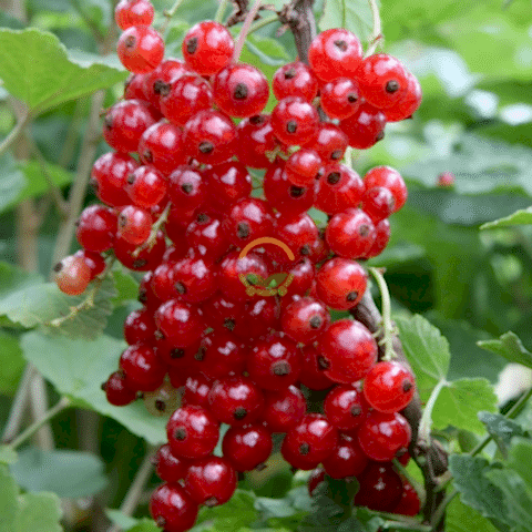 3 Yaş Jonkheer Van Tets Çeşiti Kırmızı Frenk Üzümü Fidanı