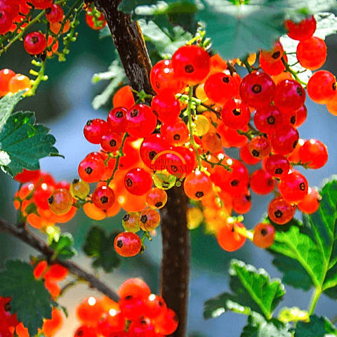 3 Yaş Kırmızı Frenk Üzümü Fidanı
