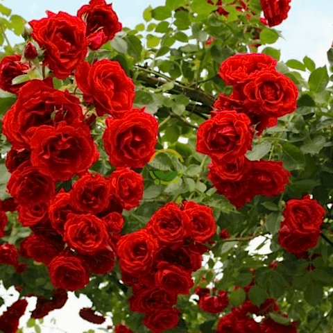 3 Yaş Kırmızı Renkli Sarmaşık Gül Fidanı