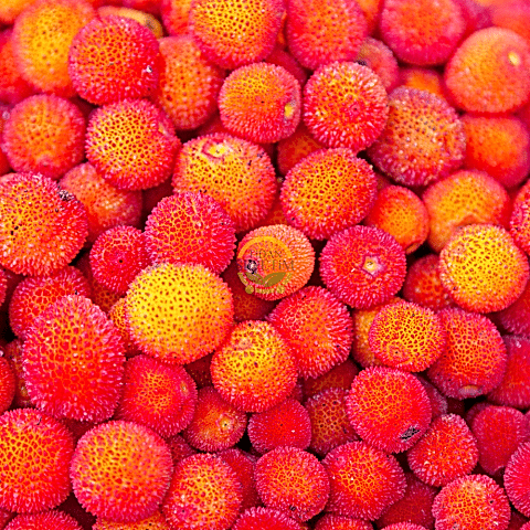 3 Yaş Kocayemiş (Dağ Çileği) Fidanı