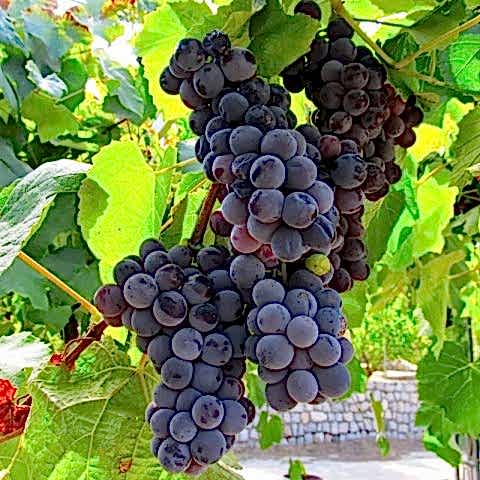 3 Yaş Kokulu Siyah İsabella Üzüm Fidanı
