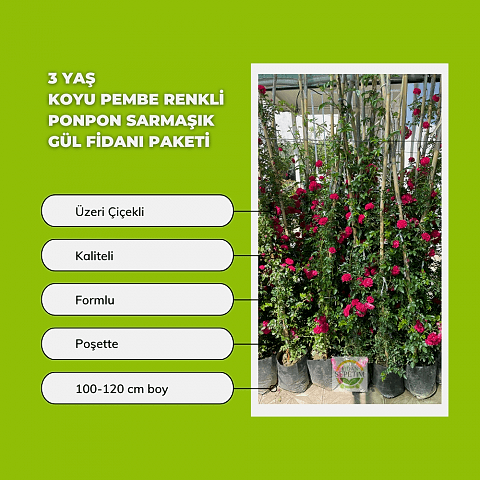 3 Yaş Koyu Pembe Renkli Ponpon Sarmaşık Gül Fidanı
