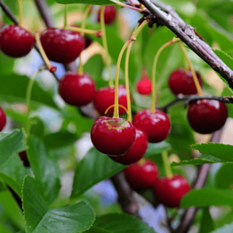 3 Yaş Kütahya Vişne Fidanı *Yarı Bodur*
