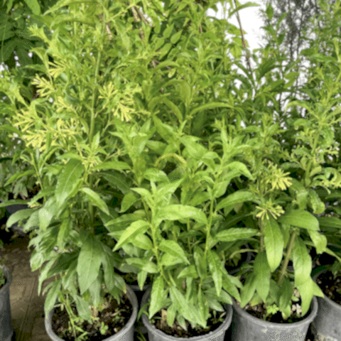 3 Yaş Melisa Fidanı - Gece Kokulu Parfüm Çiçeği 'Cestrum Nocturnum'