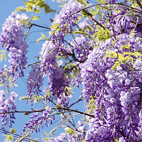 3 Yaş Mor Salkım Fidanı