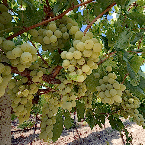 3 Yaş Müşküle Üzüm Fidanı