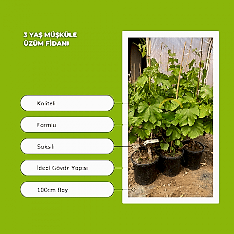 3 Yaş Müşküle Üzüm Fidanı