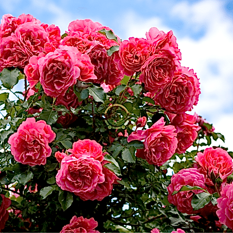 3 Yaş Pembe Renk Ponpon Sarmaşık Gül Fidanı