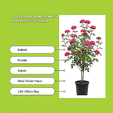 3 Yaş Pembe Renk Ponpon Sarmaşık Gül Fidanı