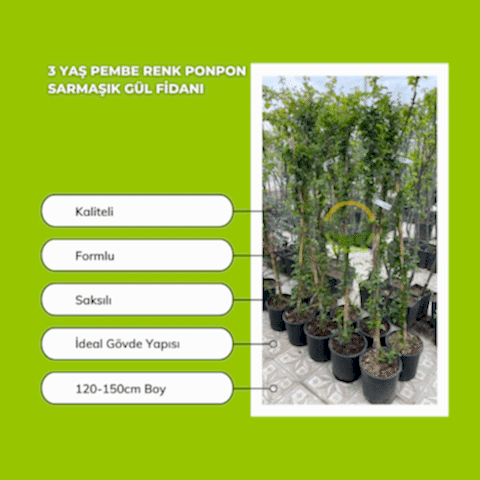 3 Yaş Pembe Renk Ponpon Sarmaşık Gül Fidanı