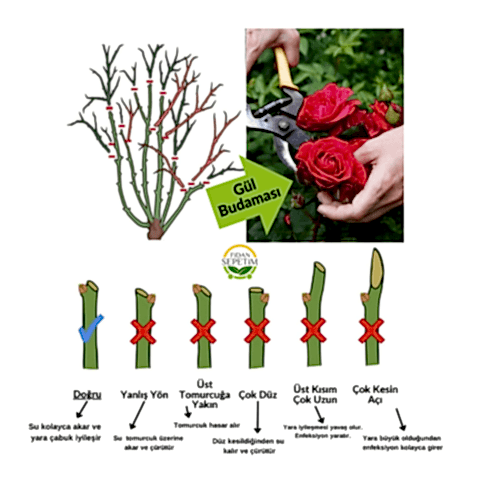 3 Yaş Pembe Renkli Isparta Sarmaşık Gül Fidanı