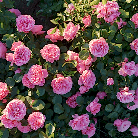 3 Yaş Pembe Renkli Isparta Sarmaşık Gül Fidanı