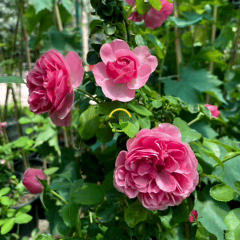 3 Yaş Pembe Renkli Sarmaşık Gül Fidanı