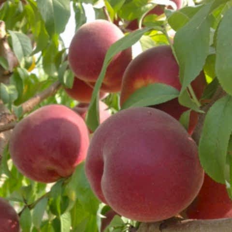 3 Yaş Sweet Dream Şeftali Fidanı *Yarı Bodur*