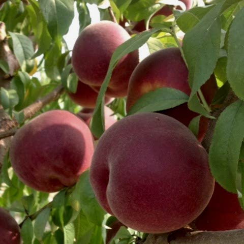 3 Yaş Sweet Dream Şeftali Fidanı