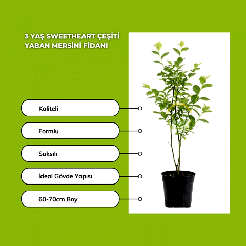 3 Yaş Sweetheart Çeşiti Yaban Mersini Fidanı 3 Yaş Sweetheart Çeşiti Yaban Mersini Fidanı