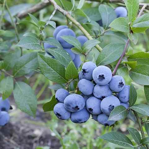 3 Yaş Sweetheart Çeşiti Yaban Mersini Fidanı 3 Yaş Sweetheart Çeşiti Yaban Mersini Fidanı