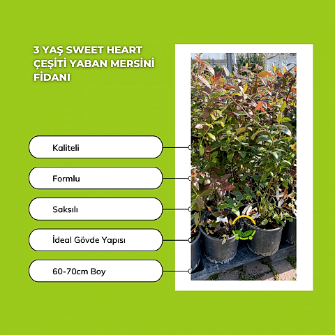 3 Yaş Sweetheart Çeşiti Yaban Mersini Fidanı 3 Yaş Sweetheart Çeşiti Yaban Mersini Fidanı