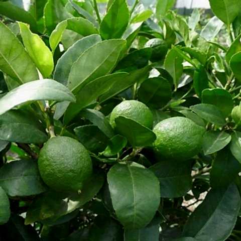3 Yaş Tahiti Lime Fidanı *ÜZERİ MEYVELİ*