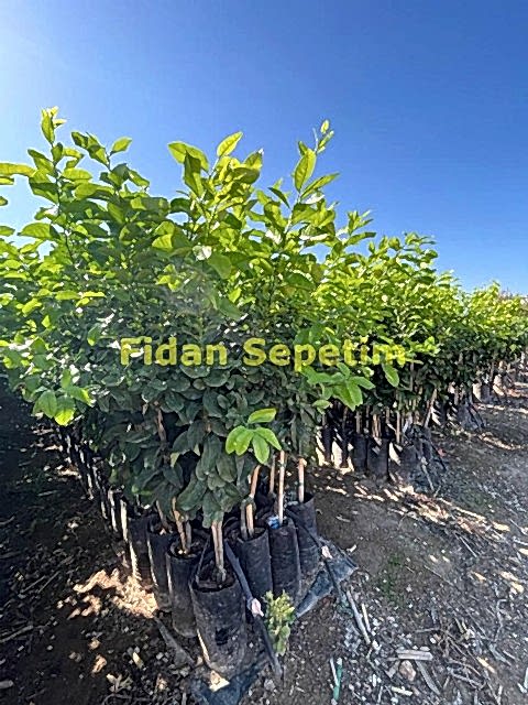 3 Yaş Tahiti Lime Fidanı *ÜZERİ MEYVELİ*