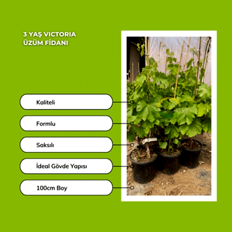 3 Yaş Victoria Üzüm Fidanı