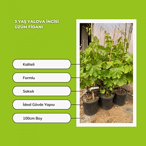 3 Yaş Yalova İncisi Üzüm Fidanı