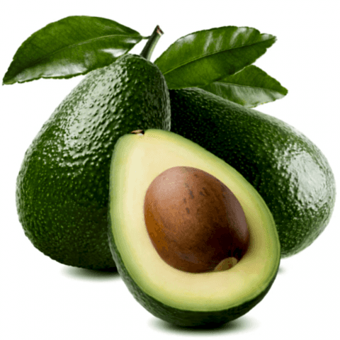 3 Yaş Zutano Avokado Fidanı