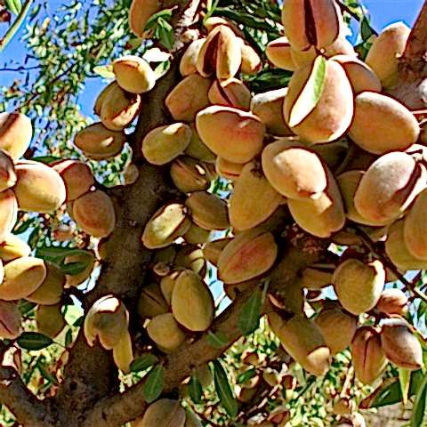 4 Adet Aşılı Badem Fidanı Paketi