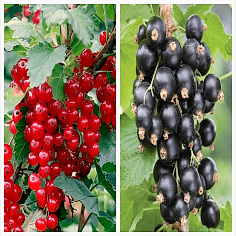 4 Adet Frenk Üzümü Fidanı Paketi